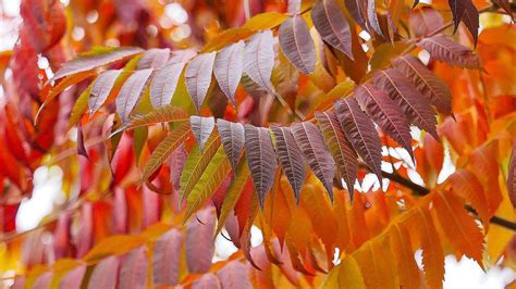 Sumac Essentials for Fall Foliage