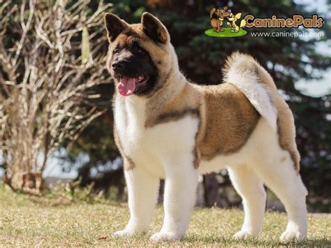 Akita Colors and Everything You Need To Know About This Amazing Dog Breed - Canine Pals