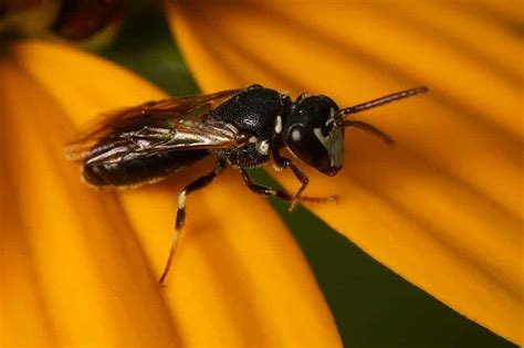 26 Black and White Bees (Pictures And Identification)