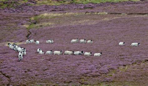 Ilkley Moor – Ilkley, England - Atlas Obscura