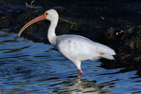 Free photo: Birds In Water - Birds, Blue, Duck - Free Download - Jooinn