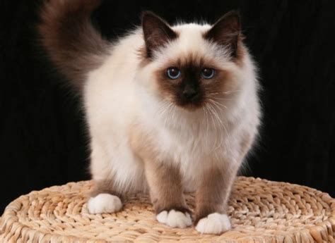 Birman: Cat Breed Characteristics - PetTime