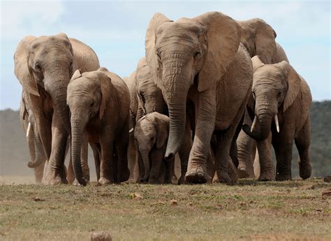 Can these drones save elephants from extinction?