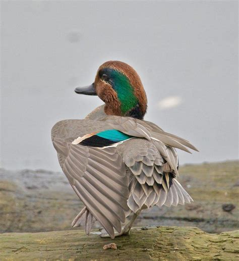 Green Winged Teal male | Waterfowl taxidermy, Bird pictures, Duck pictures