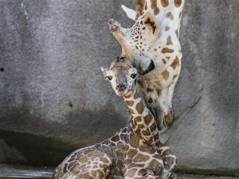 Visitors to the Milwaukee County Zoo watched the live birth of a baby ...