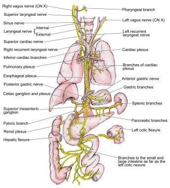 Vagus Nerve Anatomy: Gross Anatomy, Microscopic Anatomy, Natural Variants