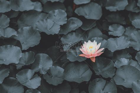 Dark Black Lotus Picture And HD Photos | Free Download On Lovepik