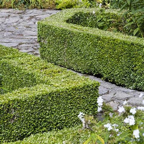 Buxus sempervirens (Box Hedging) 9cm 15-20cm | YouGarden