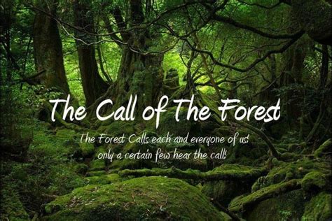 The Call of the Forest | Forest quotes, Nature, Forest