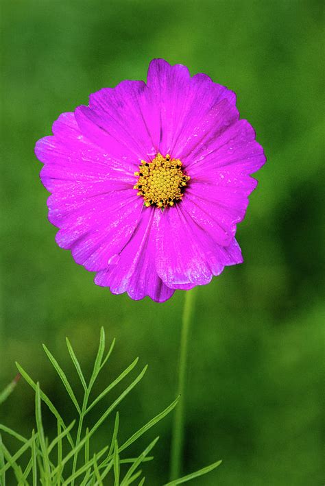 Purple Cosmos Flower Photograph by Don Johnson