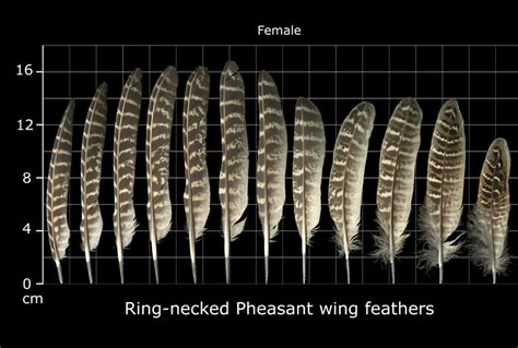 The Feather Atlas - Feather Identification and Scans - U.S. Fish and Wildlife Service Forensics ...