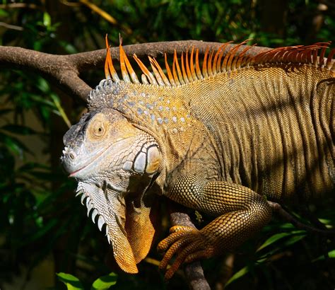 Tamarindo, Costa Rica Daily Photo: Giant Green Iguana