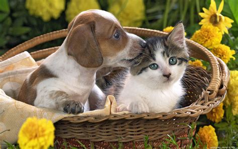 🔥 Download Cats And Dogs Desktop Wallpaper HD Wide by @eholt | Cat And Dogs Wallpapers, Cats And ...