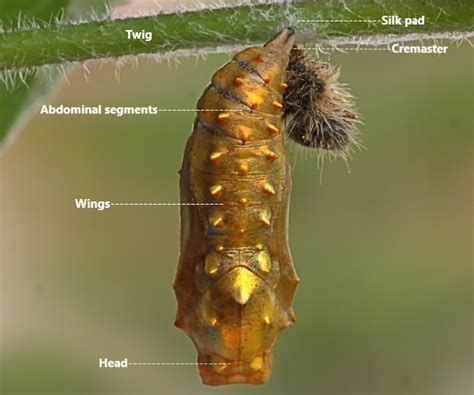 The anatomy of a butterfly. Larva, pupa, adult - butterfliesofcrete.com