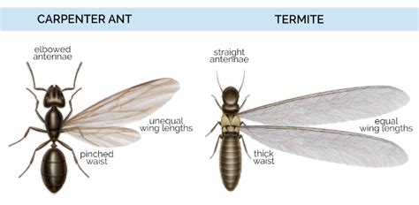 What Do Carpenter Ants Look Like - Carpenter Ants Identification in 2021 | Carpenter ant, Ants ...