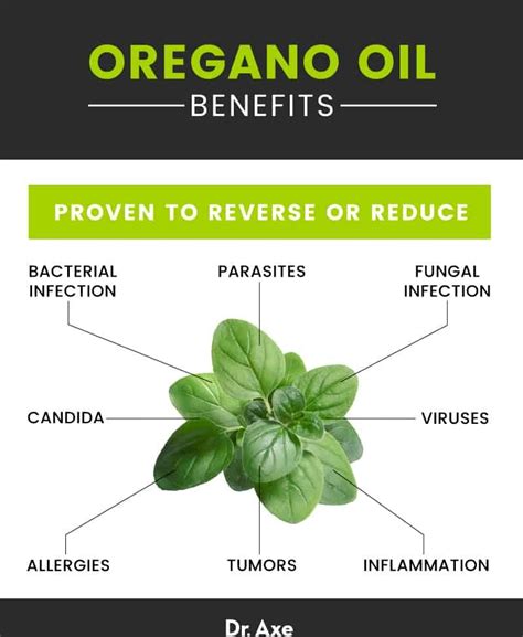 Can Oregano Oil Help Prevent Antibiotic Resistance? (2024)