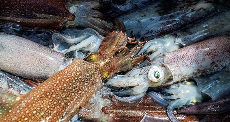 Squid Fishing in the Northeast | Sport Fishing Mag