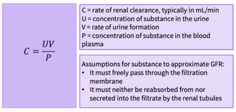 Renal System and Long-Term Blood Pressure Regulation Flashcards | Quizlet