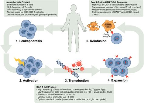 Frontiers | T Cell Fitness and Autologous CAR T Cell Therapy in Haematologic Malignancy