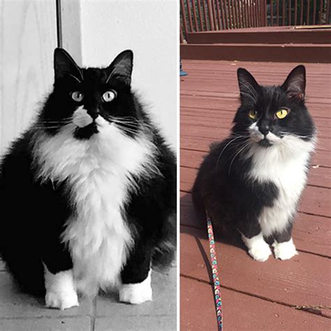 51 Amazing Cat Weight Loss Transformations - Success Life Lounge