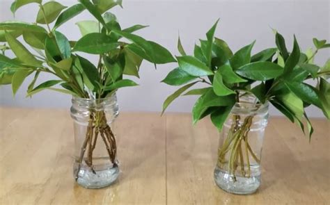 How to grow Jasmine cuttings in water. Complete guide to Jasmine ...