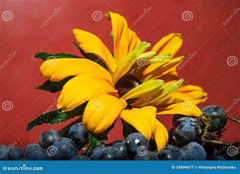 Flower and grape stock image. Image of bunch, fruit, flower - 28896677