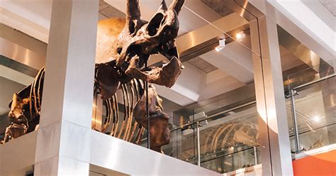 Dinosaurs & More | Ulster Museum