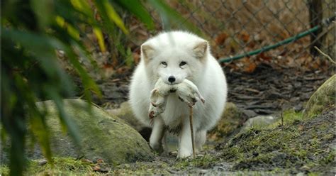 Images For: Beautiful White Fox Wallpapers / Cute Pictures / Photos / Wolf