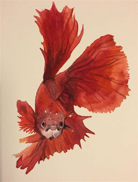 Betta Fish Watercolor Fish | Watercolor fish, Fish art, Drawings