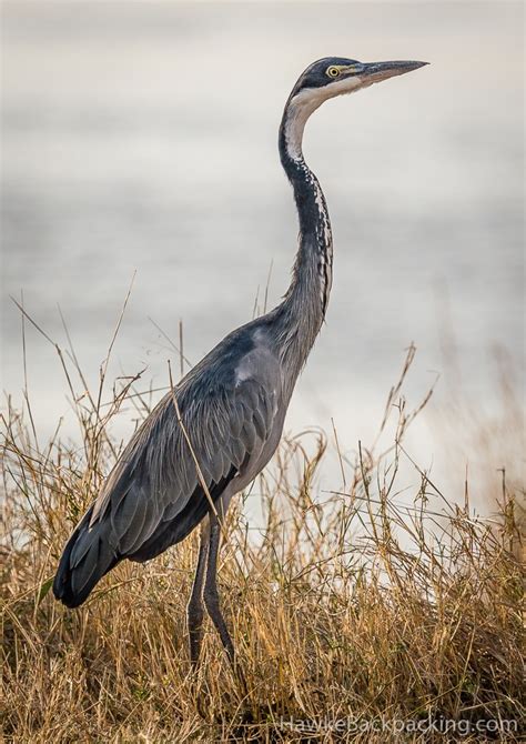 Serengeti Birds - HawkeBackpacking.com