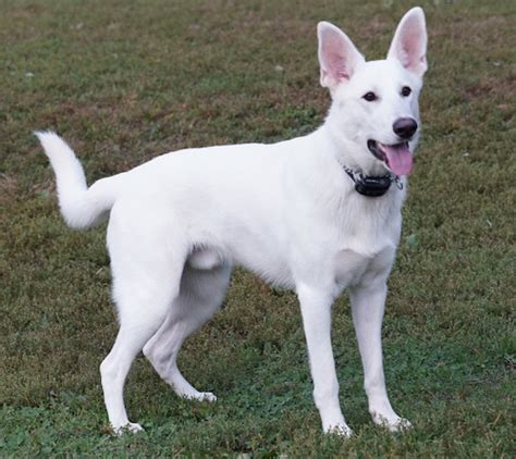 55+ White German Shepherd Lab Mix Puppy - l2sanpiero