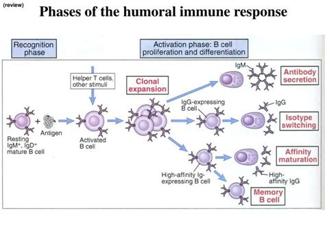 PPT - Phases of the humoral immune response PowerPoint Presentation, free download - ID:6653006