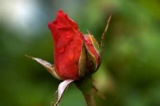 Red And Yellow Rose Bud Free Stock Photo - Public Domain Pictures