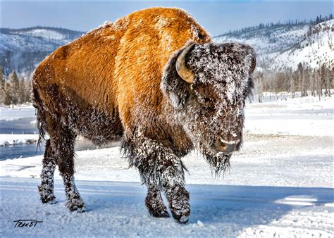 Bison Photo Buffalo Photo Yellowstone National Park Large | Etsy