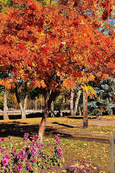 Mountain Ash Tree, Pictures of Sorbus aucuparia