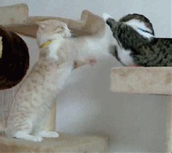 Boxing match! Cat Fight Gif, Funny Animal Pictures, Funny Animals ...