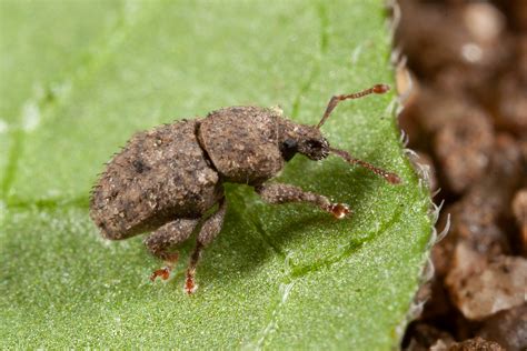 Weevil pests abound but how to distinguish them? – Cesar Australia