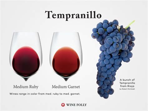 Tempranillo: Wine Profile | Wine Folly | Wine folly, Tempranillo wine, Tempranillo