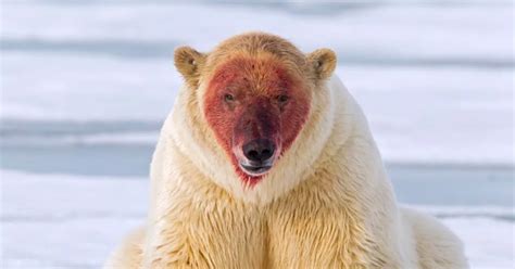 Polar bear covered in blood - corprot