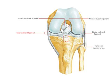 Ligaments of the Knee Joint – Earth's Lab