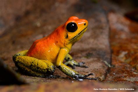 Ranas venenosas de Colombia