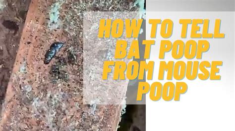 Hot to Tell Bat Poop From Mouse Poop - YouTube