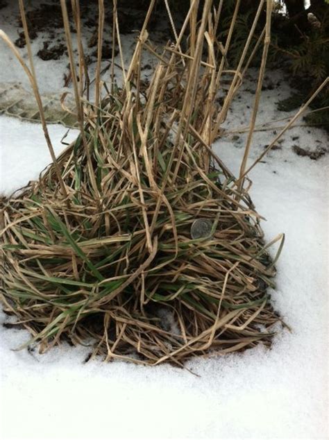 Eastern meadowlark nest and eggs: The eastern meadowlark breeds in open grassland, meadows and ...