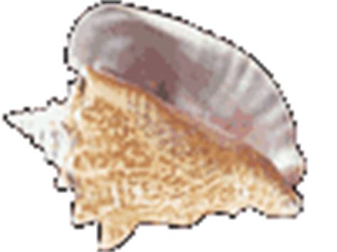 Shell Horizons, Inc. Seashells Shells Wholesale Shell Dealer