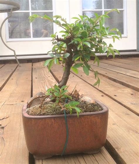 Chinese Elm: Summer Pruning [Bonsai] — Steemit