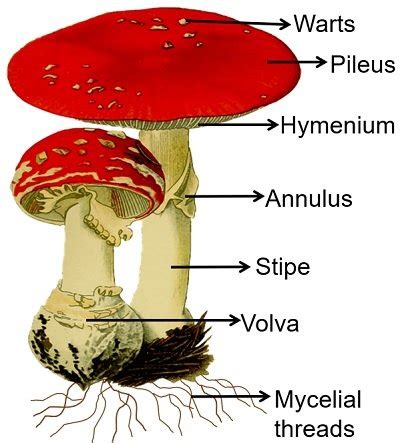 Characteristics of Mushrooms - Parts, Classification & Reproduction - Biology Reader