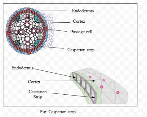 Give the location of the casparian strip and explain its role in the water movement.