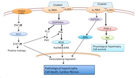 | Schematic diagram of Na + /K + -ATPase pumping and signaling ...