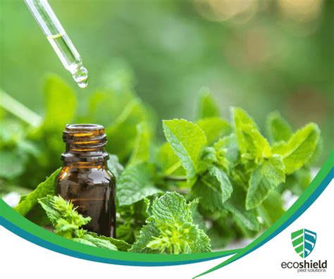 Does Peppermint Oil Keep Mice Away?