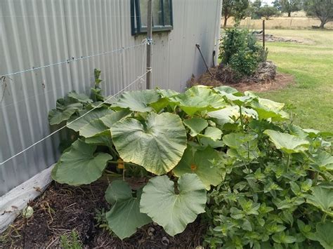 Straw Bale Gardening for Beginners